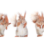 Tanzende Eichhörnchen feiern den Startschuss meines Nuss-Splitter-Blogs.