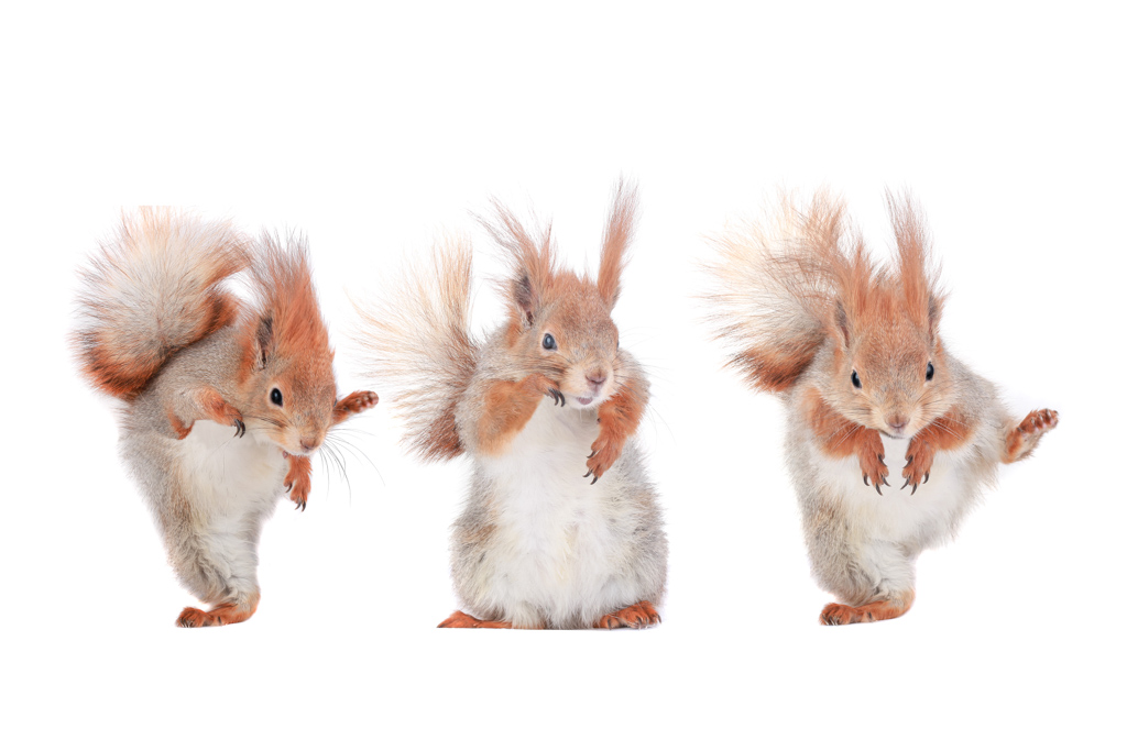 Tanzende Eichhörnchen feiern den Startschuss meines Nuss-Splitter-Blogs.